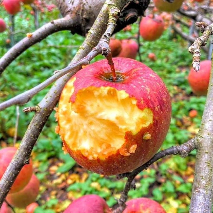 長知識：蜜蘋果是一種現象！沒有這品種！ @桃園起風了